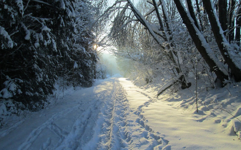 january, winter, snow, forest, woods, trees, path, nature