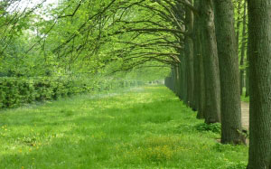 природа, дорога, весна, май, зелень, трава
