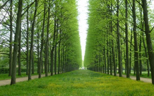 trees, avenue, green, spring, may, nature, grass