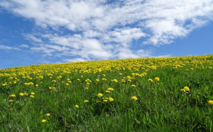 bavaria, clouds, spring, meadow, dandelion, may, grass