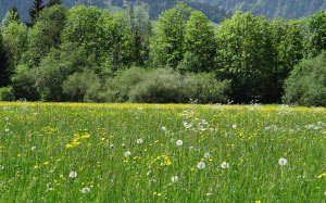 spring, meadow, grass, dandelion, landscape, trees, nature, forest, mountain