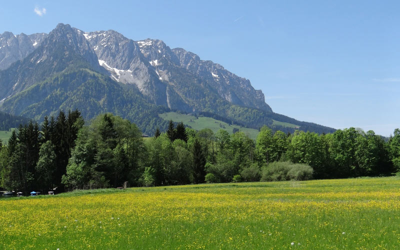 tyrol, mountains, spring, meadow, nature, landscape, grass