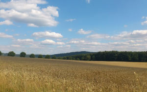 wheat field, spike, cereals, grain, agriculture, harvest, landscape, sky, midsummer, august, nature, cornfield