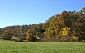 autumn landscape, forest, woods, november, trees, meadow, nature, fall leaves