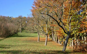 яблочные деревья, осень, пейзаж, опавшая листва, листья, солнечный день, ноябрь