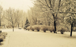 snow, winter, trees, nature, holiday, christmas, xmas, frost, snowy, december, park, sepia