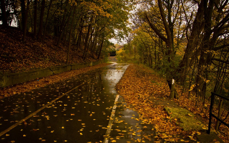 road, rain, leaves, autumn, fall, trees, nature