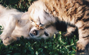dog, cat, animals, friendship, cute, grass, cuddling, pets