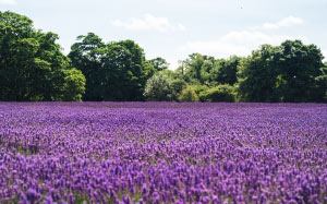 daytime, field, flowers, landscape, lavender, meadow, nature, summer, trees