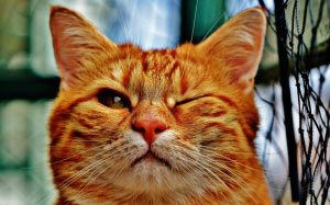 рыжий кот, подмигивает, полосатый, домашнее животное, питомец, смешно, весёлый