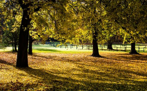 осень, опавшая листва, деревья, парк