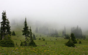 лес, луг, туман, дымка, утро, долина
