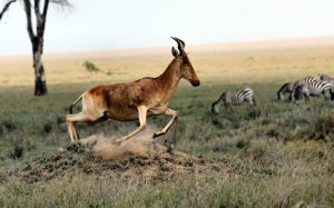 tanzania, wild nature, animals, in move, in motion