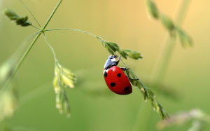 ladybug, beetle, coccinellidae, insect, nature, lucky charm, grass, macro