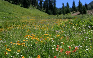 alpine meadow, uphill, mineral king valley, sequoia national park, california, indian paintbrush, asters, onions, yarrow