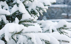 spruce, snow, branch, green, white, tree, winter, nature