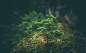 spruce, forest, moss, nature, wood
