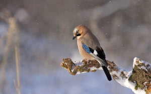 птиц, Конар, зима, природа, животные