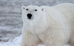 животные, белый медведь, снег, дикая природа