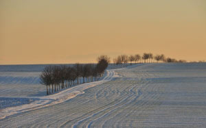 winter, landscape, trees, snow, sunset, field, meadow