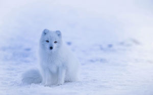 арктическая лиса, песец, животные, дикая природа, милый, зима, снег, холодно