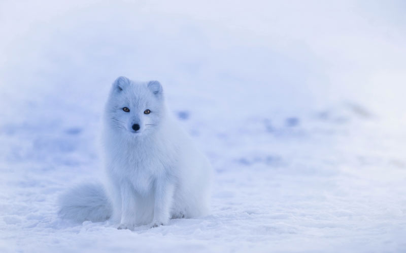 арктическая лиса, песец, животные, дикая природа, милый, зима, снег, холодно