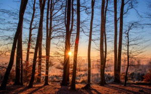 лес, пейзаж, закат, природа, деревья, зима, лучи солнца