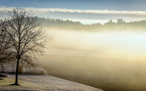 зима, утро, туман, деревья, лес, природа, пейзаж, деревья