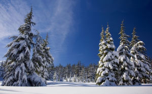 снег, лес, зима, природа, деревья, сосны, пейзаж, мороз, голубое небо