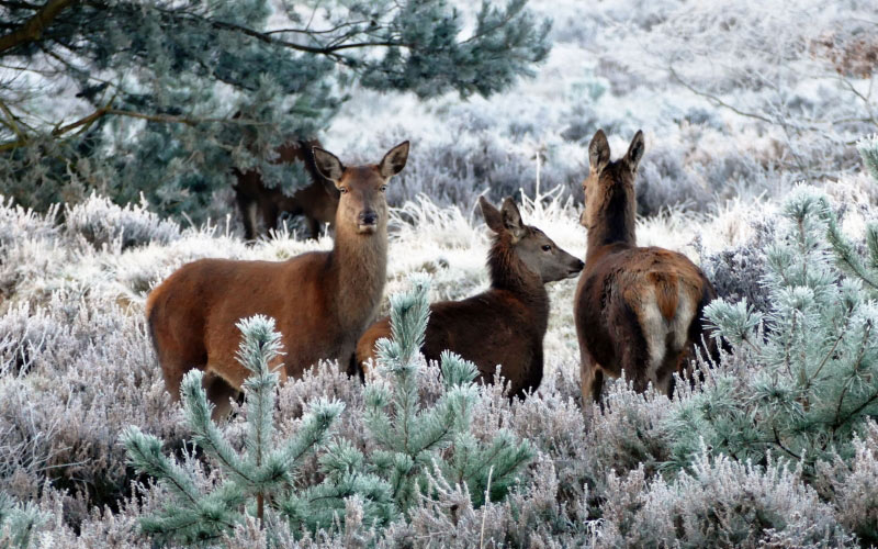 олень, животные, дикая природа, животный мир, деревья, млекопитающее, милые, олени, зима, снег, лес, декабрь, сезон