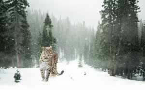 леопард, барс, снег, зима, лес, природа, животные, кошки, снежный барс