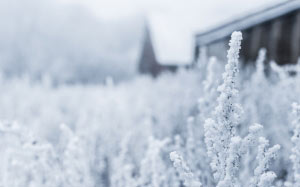 winter, nature, snow, frost, cold