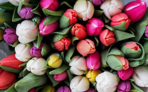 тюльпаны, цветы, весна, текстуры, букет