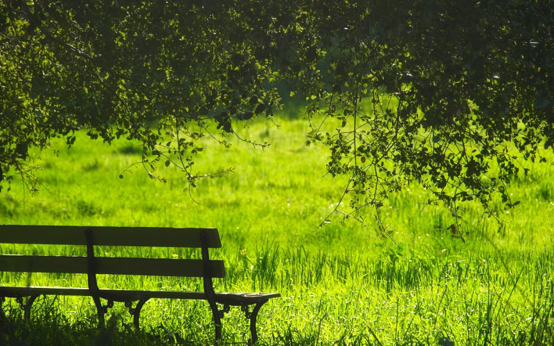 bench, park, field, meadow, summer, spring, nature, outdoors, country, rural, trees, pastoral