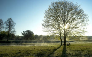 early spring, spring, morning, landscape, fog, sunrise, tree, nature, sun, meadow, sky, rays, grass, dawn