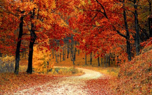 осень, сезон, лес, природа, листья, деревья, красочный, октябрь, лес, природа, пейзаж, Пляж, букет цветов, празднование, стулья, красочный, красочный, украше