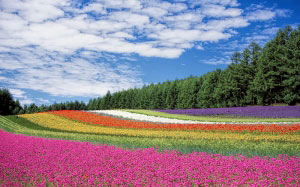 flower garden, blue sky, bloom, blossom, colorful, colourful, flora, flowers, nature, trees