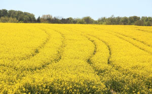 field, rapeseeds, bloom, yellow, spring, nature, may, agriculture, flowering plant, cruciferous plant, spring, agricultural crop