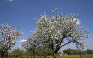 spring, sunshine, may, trees, fruit trees, apple trees, flowers, nature, landscape, meadow, sky