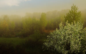 fog, nature, morning, dawn, landscape, apple, forest, spring, may, freshness, background