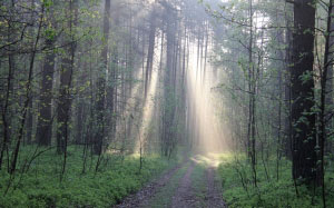 forest, may, light, spring, green, nature, evening, trees, wild, sunny, sun rays, woods