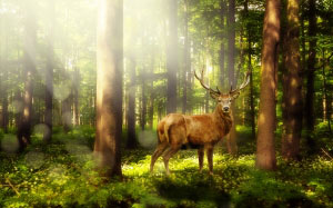 атмосфера, мистический, сказочный лес, пейзаж, лес, олень