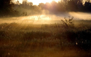 fog, sunrise, rays, forest, meadow, scrubs, light, morning, summer, dawn, landscape, nature