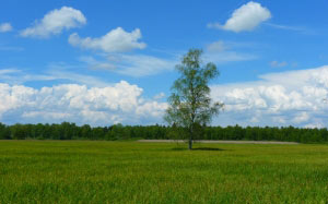 дерево, пейзаж, луг, небо, облака, лес, природа, трава