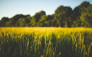 field, grass, green, macro, nature, trees, landscape, summer