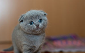 adorable, animal, cat, cute, furry, kitten, kitty, little, pet, portrait