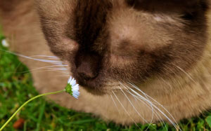 кот, британская короткошерстная кошка, кошка, животное, домашняя кошка, домашнее животное, пушистый, цветок, милый