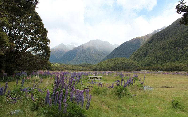 picnic, bench, natural, wild flowers, mountains, new zealand, landscape