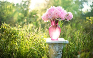 пионы, цветы, букет, ваза, розовый, поле, луг, цветы, весна, лето, романтика, цветы, сад, трава