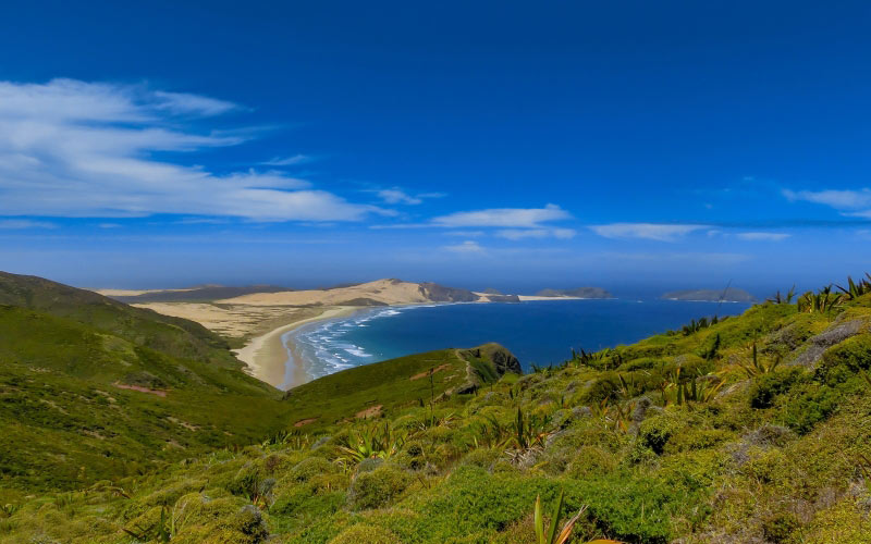 пейзаж, пляж, побережье, море, природа, атлантический, волны, трава, скала, небо, океан, лето, новая зеландия, северный